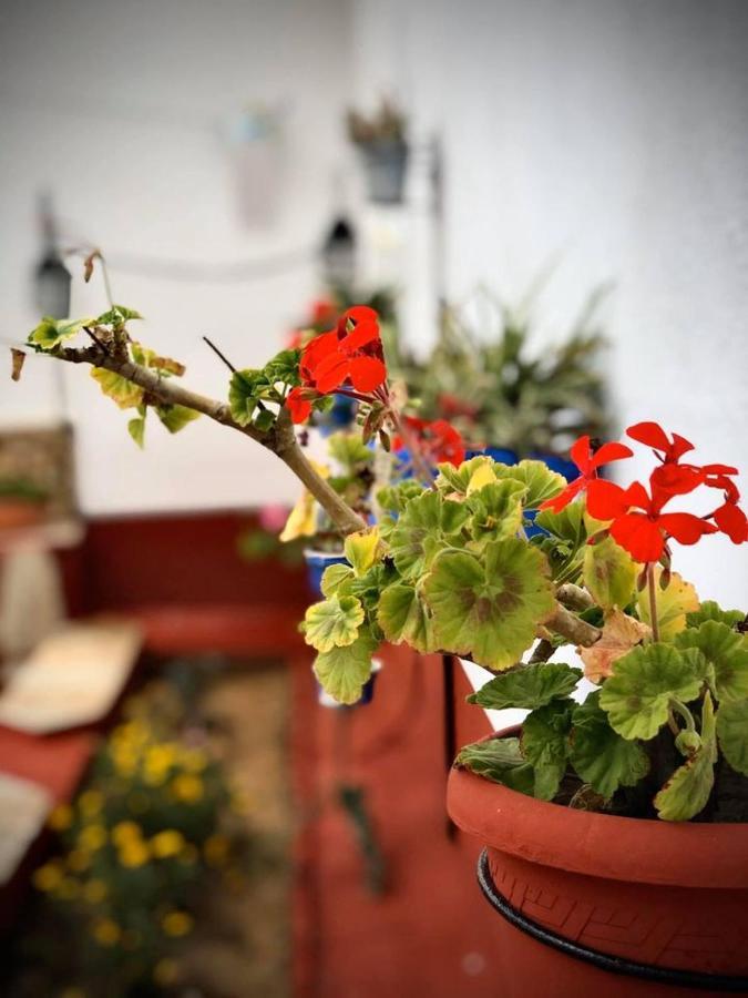 Penzion La Jara Casa Rural Hinojosa del Duque Exteriér fotografie